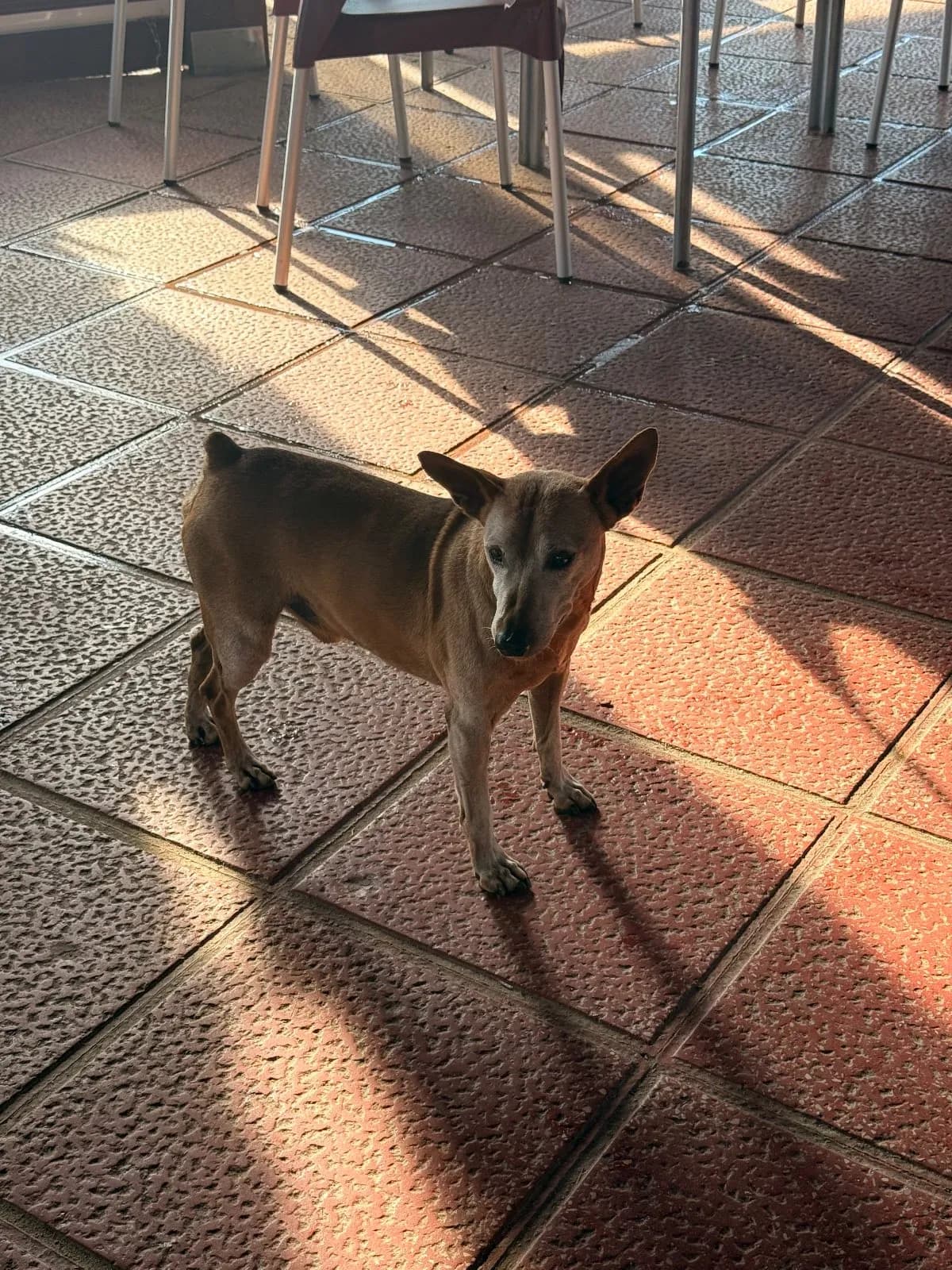 Foto de Perro de Los Alcázares