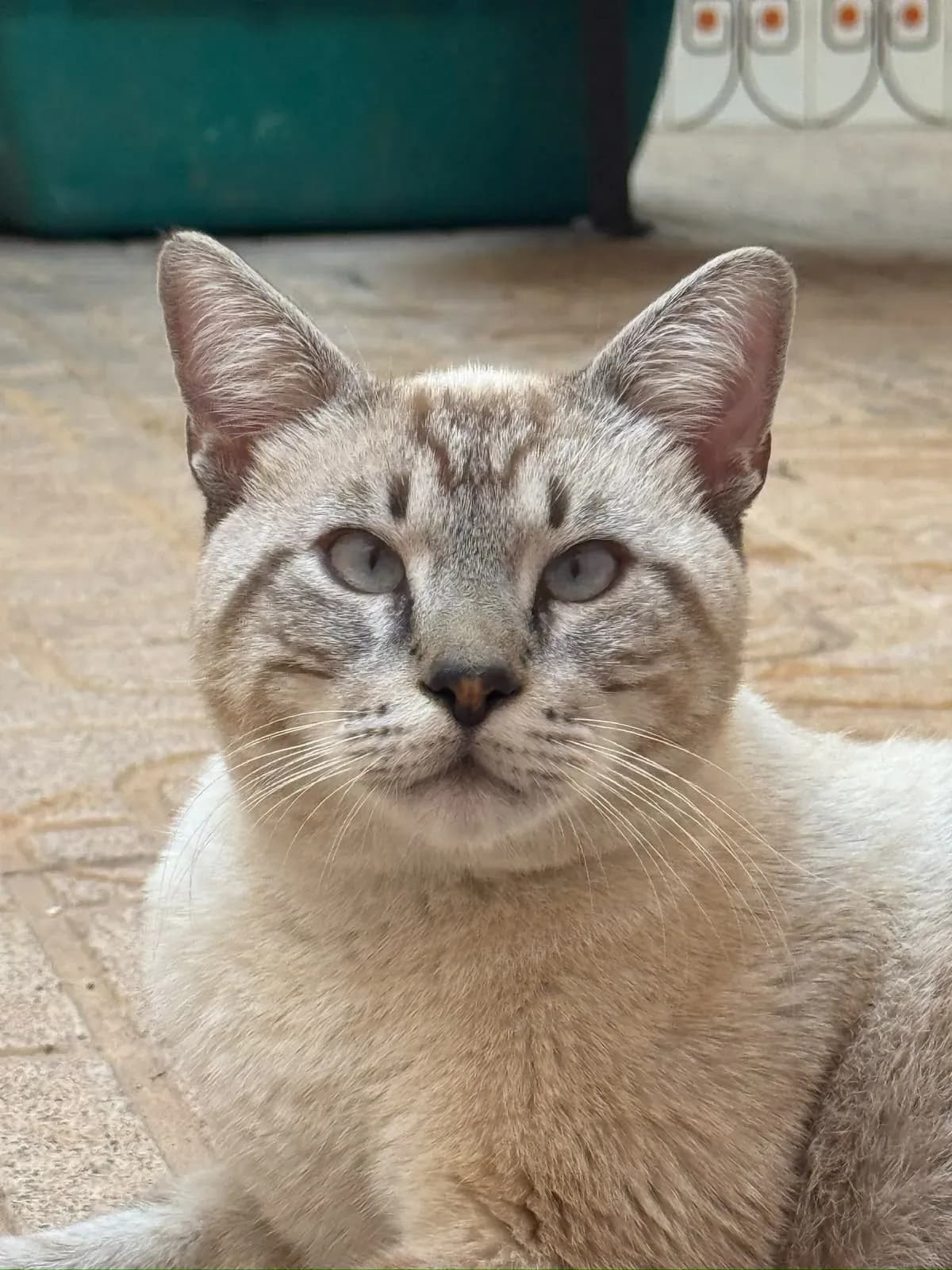 Gato crema de ojos azules mirando a cámara