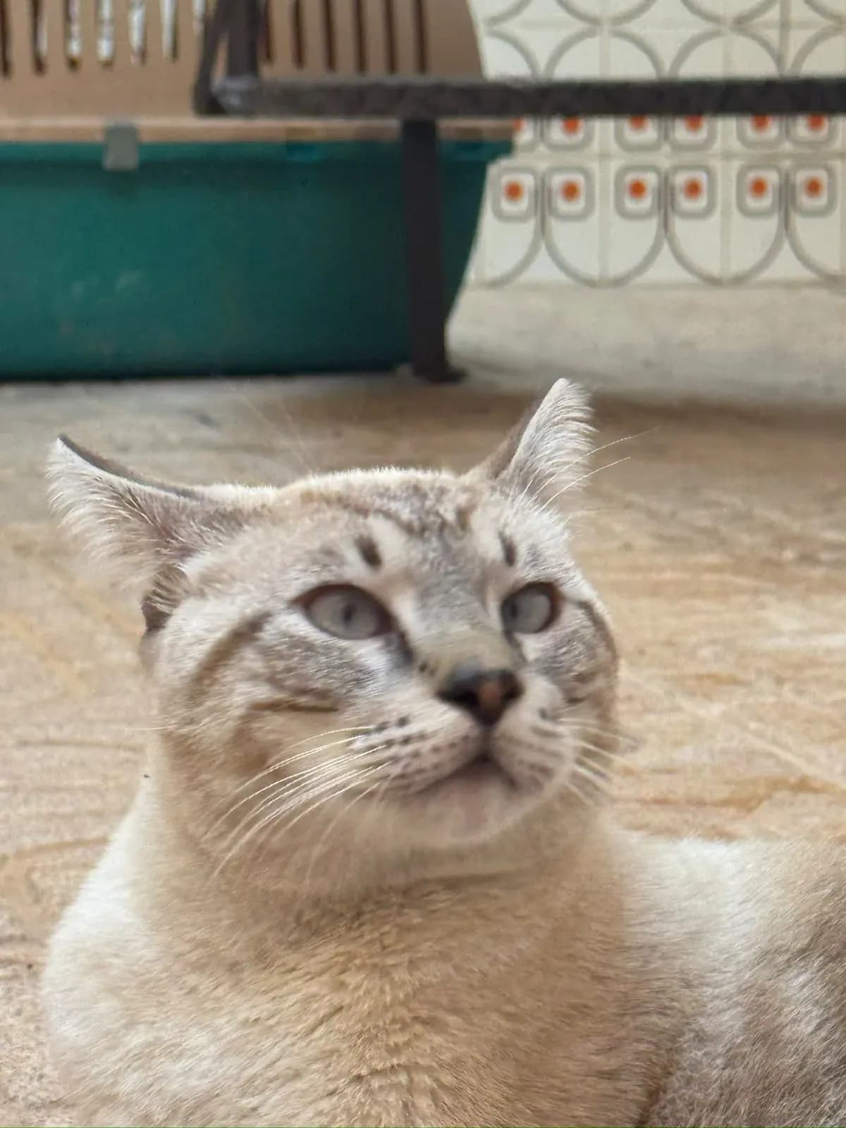 El mismo gato mirando hacia arriba, con las orejas atigradas