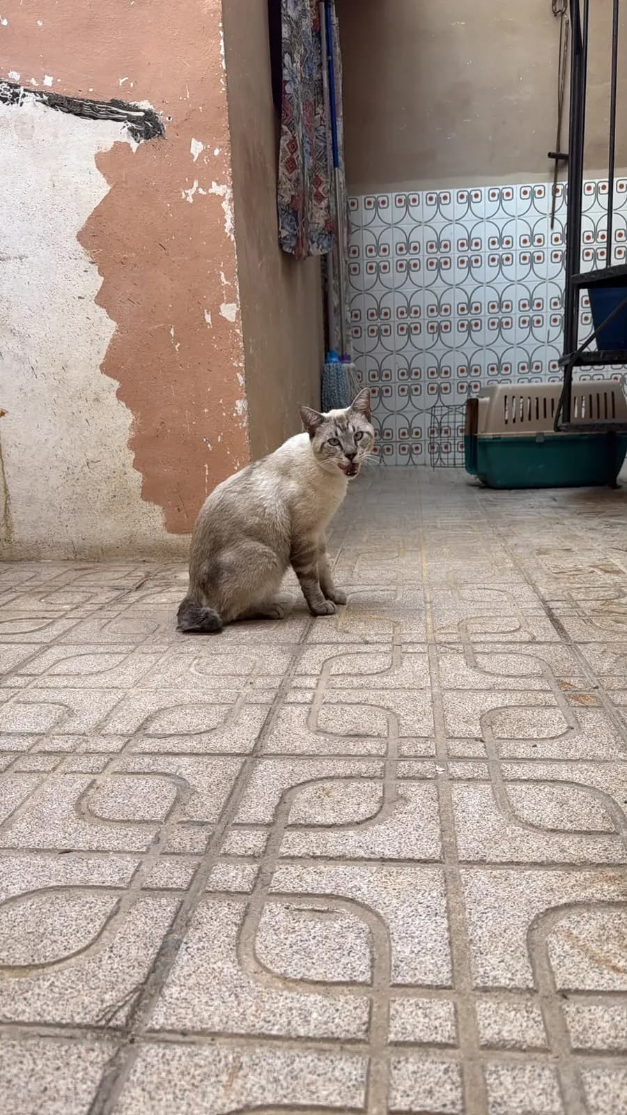 El gato sentado en un patio de baldosas